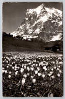 Delcampe - Grindelwald Wetterhorn Carte Postale Postcard - Grindelwald