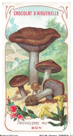 Delcampe - BCVP6-0456-CHROMOS - CHOCOLAT D'AIGUEBELLE - TRICHOLOME NU - BON - Aiguebelle