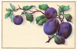 Delcampe - CHROMO #MK40938 FRUITS PRUNE VIOLETTES - Autres & Non Classés