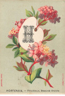 Delcampe - CHROMO #MK40624 ALPHABET LETTRE H HORTENSIA FROIDEUR BEAUTE FROIDE - Autres & Non Classés
