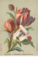 Delcampe - CHROMO #MK40635 ALPHABET FLEURS LETRE T TULIPE GRANDEUR MAGNIFICENCE - Autres & Non Classés