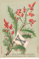 Delcampe - CHROMO #MK40638 ALPHABET FLEURS LETRE X XYRIS DE LA FAMILLE DES JONCACEES DE L INDE DE L AFRIQUE ET DE L AMERIQUE - Autres & Non Classés