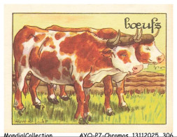 Delcampe - AYQP7-0821-CHROMOS - CAPVET-ROGNIAT - BOEUFS - Autres & Non Classés