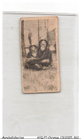 Delcampe - AYQP7-0700-CHROMOS - YOUNG ORANG-UTANS - Autres & Non Classés