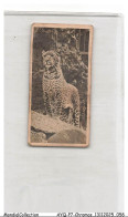 Delcampe - AYQP7-0698-CHROMOS - LEOPARD - Autres & Non Classés
