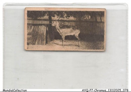 Delcampe - AYQP7-0708-CHROMOS - LECHWE ANTELOPE - Autres & Non Classés