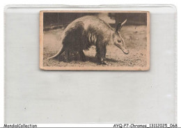 Delcampe - AYQP7-0703-CHROMOS - AARDVARK OR CAPE ANT BEAR - Autres & Non Classés