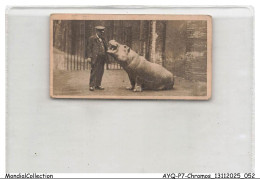 Delcampe - AYQP7-0695-CHROMOS - HIPPOPOTAMUS - Autres & Non Classés