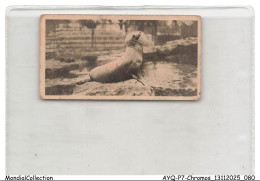 Delcampe - AYQP7-0709-CHROMOS - CALIFORNIAN SEA-LION - Autres & Non Classés