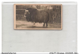 Delcampe - AYQP7-0702-CHROMOS - MUSK OX - Autres & Non Classés