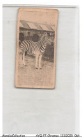 Delcampe - AYQP7-0701-CHROMOS - CHAPMANS ZEBRA - Autres & Non Classés