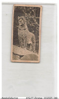 Delcampe - AYQP7-0693-CHROMOS - LEOPARD - Autres & Non Classés