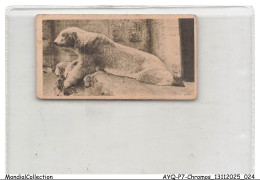 Delcampe - AYQP7-0681-CHROMOS - POLAR BEAR - Autres & Non Classés