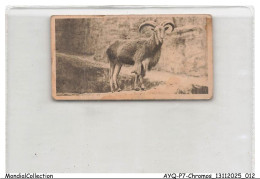 Delcampe - AYQP7-0675-CHROMOS - BARBARY SHEEP - Autres & Non Classés