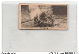 Delcampe - AYQP7-0690-CHROMOS - PORCUPINE - Autres & Non Classés