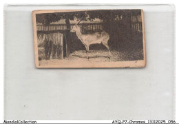 Delcampe - AYQP7-0697-CHROMOS - LECHWE ANTELOPE - Autres & Non Classés