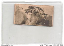 Delcampe - AYQP7-0684-CHROMOS - BACTRIAN CAMEL - Autres & Non Classés