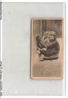 Delcampe - AYQP7-0689-CHROMOS - GORILLA - Autres & Non Classés