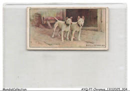Delcampe - AYQP7-0671-CHROMOS - BULL-TERRIERS - Autres & Non Classés