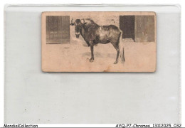 Delcampe - AYQP7-0685-CHROMOS - WHITE-TAILED GNU - Autres & Non Classés