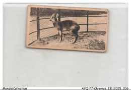 Delcampe - AYQP7-0687-CHROMOS - BAY DUIKER - Autres & Non Classés