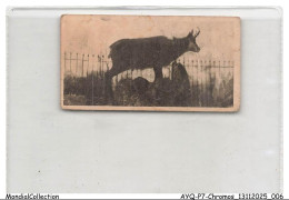 Delcampe - AYQP7-0672-CHROMOS - CHAMOIS - Rupicapra Rupicapra - Autres & Non Classés