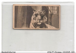 Delcampe - AYQP7-0679-CHROMOS - TIGER - Autres & Non Classés