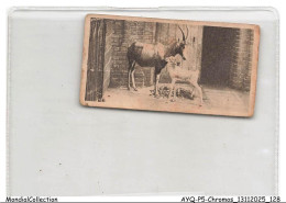 Delcampe - AYQP5-0514-CHROMOS - Zoological Studies - Blesbok And Young - Autres & Non Classés