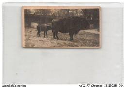 Delcampe - AYQP7-0676-CHROMOS - EUROPEAN BISON AND CALF - Autres & Non Classés