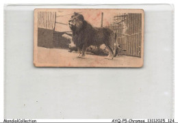 Delcampe - AYQP5-0512-CHROMOS - Zoological - Lion - Autres & Non Classés
