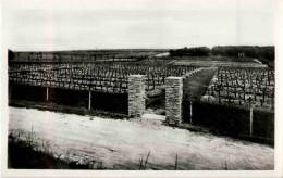 Delcampe - Arras - Saint Laurent Blangy - Cimetiere Militaire Allemand - Soldatenfriedhöfen