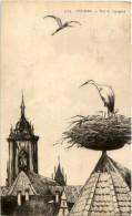 Delcampe - Colmar - Nid De Cigognes - Colmar