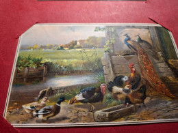Delcampe - Poules,canard,dindon,paon,mangeoire,riviere. - Vogels