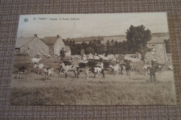 Delcampe - Superbe Ancienne Carte De Saint Hubert,paysage,Berger Ardennais,1934,pour Collection - Saint-Hubert