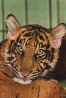 Delcampe - Deutschland Junger Tiger Tierfotografie Ausdrucksvolles Porträt #SCG278 - Höllental