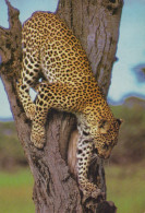 Delcampe - Deutschland Afrika Wildtier Leopard Klettert An Baum Raubkatze Motiv #SCG276 - Aachen