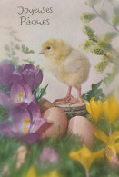 Delcampe - Belgique Pâques Poussin Oeufs Crocus Fleurs Printemps Nature Postée #SCG235 - Autres & Non Classés
