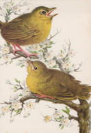 Delcampe - Belgium Two Small Yellow Breasted Birds On A Blooming Branch Wildlife #SCG226 - Vogels