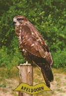 Delcampe - Nederland Apeldoorn Gelderland Buizerd Wildlife Vogel Landschap #SCG224 - Apeldoorn