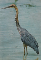Delcampe - Kenya Nairobi African Wildlife Goliath Heron Bird In Water Fauna 1983 #SCG230 - Kenia
