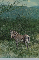 Delcampe - Nederland Schiedam Zebra In Afrikaanse Savanne Verzonden #SCG141 - Schiedam