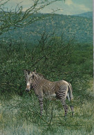 Delcampe - Africa Wild Zebra In Savanna Landscape Wildlife Nature Unposted #SCG139 - Zebra's
