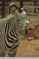 Delcampe - Nederland Dordrecht Zuid Holland Grévyzebra Dierenfotografie Gefrankeerd #SCG138 - Dordrecht