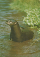 Delcampe - Nederland Leidschendam Zuid Holland Otter In Water Wildlife Unposted #SCG109 - Leidschendam