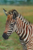 Delcampe - Italia Africa Zebra DI Grant Animali Affrancata Giovane Zebra Unposted #SCG110 - Zebra's