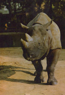 Delcampe - Deutschland Zoo Spitzmaulnashorn Tierwelt Tierpark Gelaufen #SCG063 - Aachen