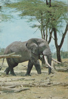 Delcampe - Africa East African Elephant Wildlife Roaming Savanna Landscape #SCG057 - Elefanten