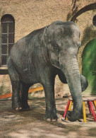 Delcampe - Deutschland Zoo Szene Elefant Mit Gebäude Tierpark Ansicht Unposted #SCG058 - Aachen
