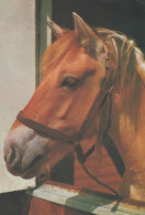 Delcampe - Nederland Bloemendaal Bruin Paard Met Halster Oblitereerd 1975 #SCG048 - Bloemendaal