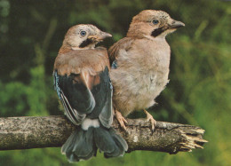 Delcampe - Europe Wildlife Two Young Eurasian Jays On A Branch Nature Photography #SCG726 - Vogels